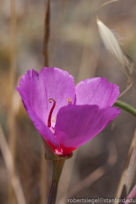 clarkia